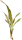 Bromeliengewächs, Neoregelia iphigenie, ungetopft