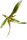 Bromeliengewächs, Neoregelia iphigenie, ungetopft