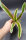 Bromeliengewächs, Neoregelia iphigenie, ungetopft