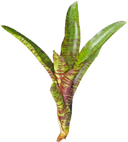 Bromeliengewächs, Neoregelia rubifolia, ungetopft