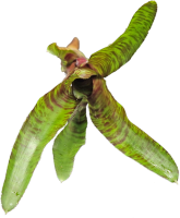 Bromeliengewächs, Neoregelia rubifolia, ungetopft