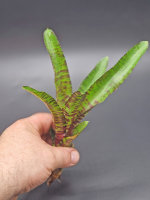 Bromeliengewächs, Neoregelia rubifolia, ungetopft