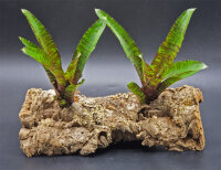 Bromeliengewächs, Neoregelia rubifolia, ungetopft