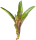 Bromeliengewächs, Neoregelia rubifolia, ungetopft