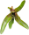 Bromeliengewächs, Neoregelia rubifolia, ungetopft