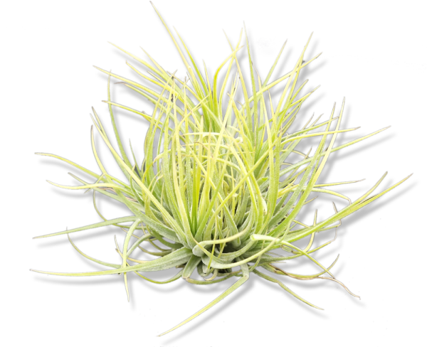 Tillandsia ionantha druid pulk M