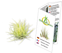 Tillandsia ionantha druid pulk M