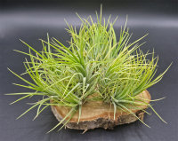 Tillandsia ionantha druid pulk M