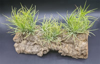 Tillandsia ionantha druid pulk M