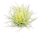Tillandsia ionantha druid pulk M
