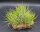 Tillandsia ionantha druid pulk M