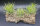 Tillandsia ionantha druid pulk M
