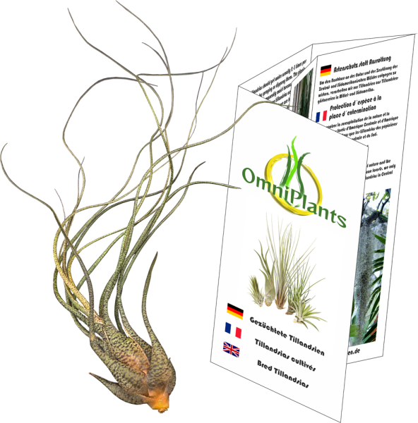 Tillandsia butzii XL