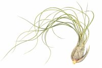 Tillandsia butzii XL ca. 22 cm – große...