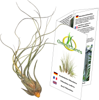 Tillandsia butzii XL