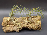 Tillandsia butzii XL
