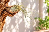 Tillandsia butzii XL ca. 22 cm – große Luftpflanze ohne Erde – Air Plant