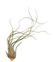 Tillandsia butzii XL