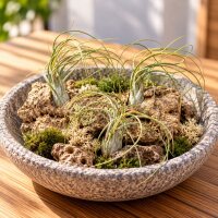 Tillandsia butzii XL ca. 22 cm – große Luftpflanze ohne Erde – Air Plant