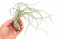 Tillandsia butzii XL ca. 22 cm – große Luftpflanze ohne Erde – Air Plant