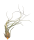 Tillandsia butzii XL