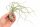 Tillandsia butzii XL ca. 22 cm – große Luftpflanze ohne Erde – Air Plant