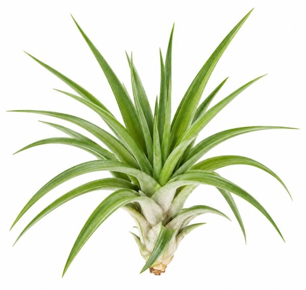 Tillandsia velutina L ca. 14 cm – Luftpflanze ohne Erde – Air Plant