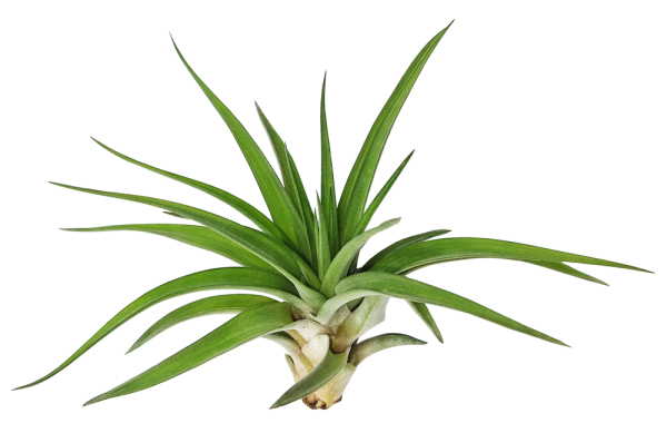 Tillandsia velutina L