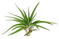 Tillandsia velutina L