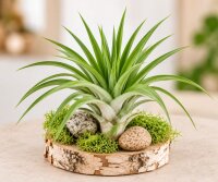 Tillandsia velutina L ca. 14 cm – Luftpflanze ohne...