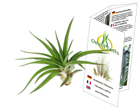 Tillandsia velutina L