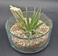 Tillandsia velutina L