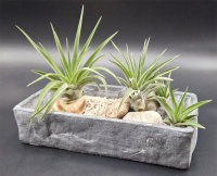 Tillandsia velutina L