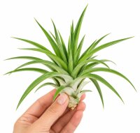 Tillandsia velutina L ca. 14 cm – Luftpflanze ohne Erde – Air Plant