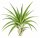 Tillandsia velutina L ca. 14 cm – Luftpflanze ohne Erde – Air Plant