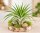 Tillandsia velutina L ca. 14 cm – Luftpflanze ohne Erde – Air Plant