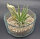 Tillandsia velutina L