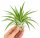 Tillandsia velutina L ca. 14 cm – Luftpflanze ohne Erde – Air Plant