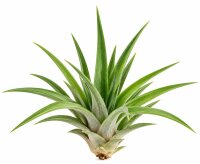 Tillandsia velutina M ca. 10 cm – Luftpflanze ohne...