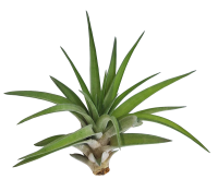 Tillandsia velutina M