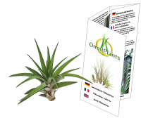 Tillandsia velutina M