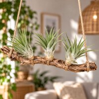 Tillandsia velutina M ca. 10 cm – Luftpflanze ohne Erde – Air Plant