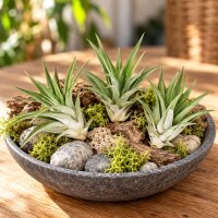 Tillandsia velutina M ca. 10 cm – Luftpflanze ohne Erde – Air Plant