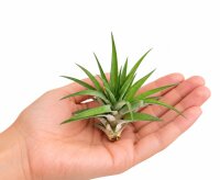 Tillandsia velutina M ca. 10 cm – Luftpflanze ohne Erde – Air Plant