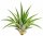 Tillandsia velutina M ca. 10 cm – Luftpflanze ohne Erde – Air Plant