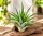 Tillandsia velutina M ca. 10 cm – Luftpflanze ohne Erde – Air Plant