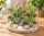 Tillandsia velutina M ca. 10 cm – Luftpflanze ohne Erde – Air Plant