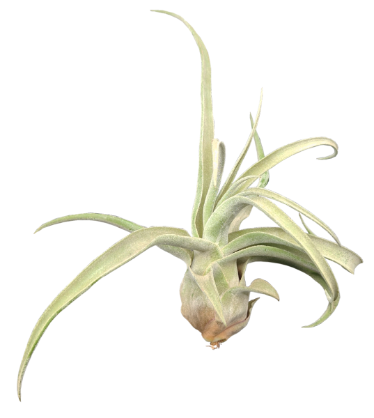 Tillandsia streptophylla, Tillandsien, Bromeliengewchs, 12.90
