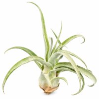 Tillandsia streptophylla L ca. 20 cm – große...