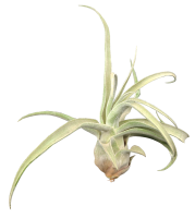 Tillandsia streptophylla L, Tillandsien,...